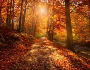 Obraz premium A forest path covered in fallen autumn leaves with sunlight filtering through the trees. A vibrant fall scene