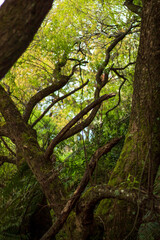 trees in the forest
