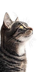 Fototapeta premium Charming Cat Portrait with Striking Yellow Eyes