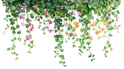 Green leaves ivy vines hanging down isolated on transparent white background, clipping path