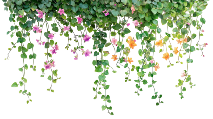 Green leaves ivy vines hanging down isolated on transparent white background, clipping path