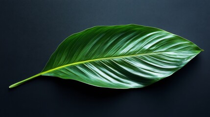 Obraz premium Single Green Leaf on Dark Background