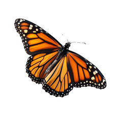 Fototapeta premium Beautiful Monarch Butterfly on White Background
