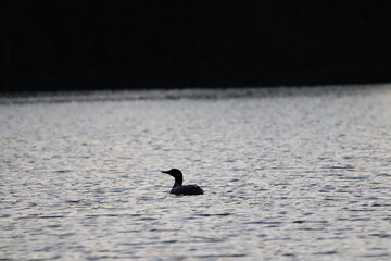 Adult Loon on a lake in northern Minnesota in the fall/autumn. 
