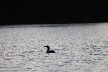 Adult Loon on a lake in northern Minnesota in the fall/autumn. 
