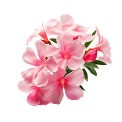 Delicate Pink Flower Arrangement on White Background