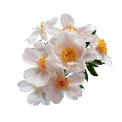Obraz premium Delicate Pink Flower Arrangement on White Background