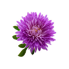 Vibrant Purple Flower with Green Leaves