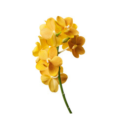 Obraz premium Bright Yellow Orchid on White Background