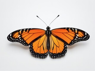 Obraz premium Monarch Butterfly