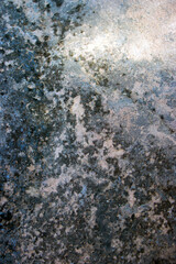 Lichen and Moss on a Weathered Rock Surface – Macro View