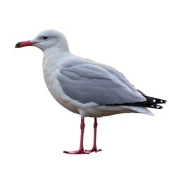 Fototapeta premium Seagull clip art. bird isolated on white background,gull. Great Black-backed Gull.