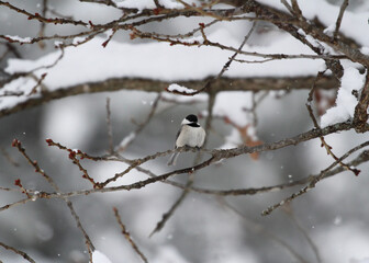 carolina chickadee