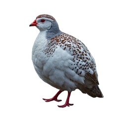 Fototapeta premium pigeon isolated. a bird standing on a white background. Close-up of a grey pigeon with white and black feather pattern standing against a white background.