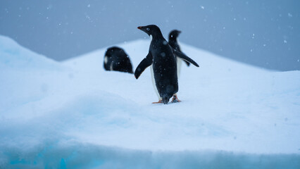 Penguins in antarctica © Robin