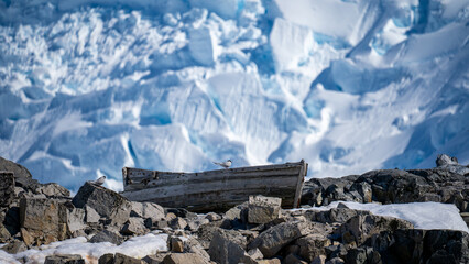 Arctic tern on a boat in antarctica © Robin