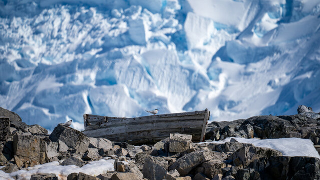Arctic tern on a boat in antarctica