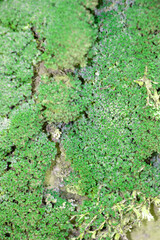 green moss texture background ,backdrop wallpaper