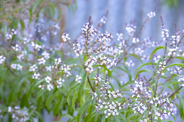 flowers in the field next the garden 