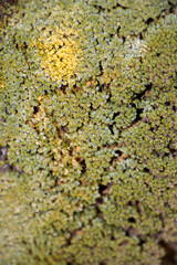 green brown moss texture background ,backdrop wallpaper