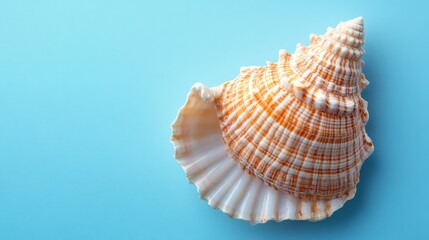 Obraz premium A large seashell rests on a light blue background