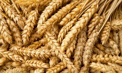 Golden wheat stalks close-up, background for harvest, agriculture, and food themes