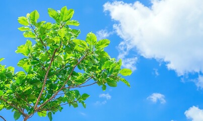Fototapeta premium Green leaves against blue sky and white clouds, ideal for nature or environment themes