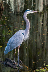 Great blue heron pose