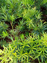 close up of green grass