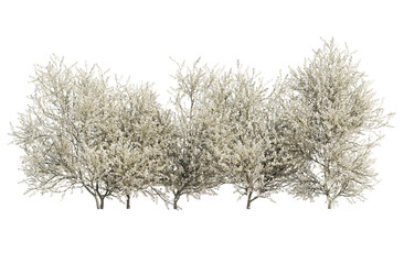 blackthorn bushes isolated on transparant background. 3d rendering