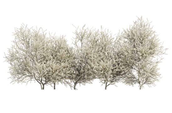 blackthorn bushes isolated on transparant background. 3d rendering