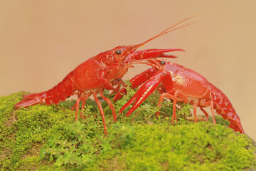 Two freshwater crayfish are resting on a mossy rock by the river. This aquatic animal has the scientific name Cherax quadricarinatus.