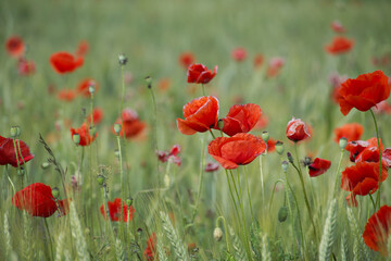 Obraz premium Vibrant red poppies blooming in a lush green field on a sunny day