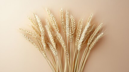 Fototapeta premium Golden Wheat Stalks Arranged Against Beige Background