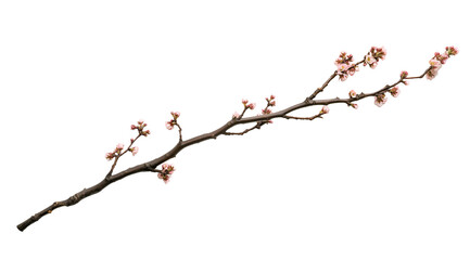 Blooming tree branch isolated on white, created with Generative AI technology, PNG