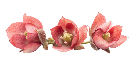 Fototapeta premium Three pink flowers isolated on white, created with Generative AI technology, PNG