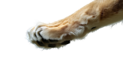 Lion's Paw: A close-up of a lion's paw, revealing the power and beauty of this majestic animal. The sharp claws and rugged pads are a reminder of the lion's strength and agility.