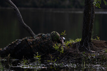 A photographer wearing camouflage wears a camera and takes photos of wildlife in the forest.