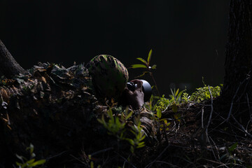 A photographer wearing camouflage wears a camera and takes photos of wildlife in the forest.