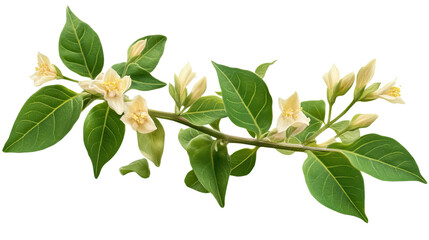 Delicate White Flower Branch: A close-up view of a delicate white flower branch, showcasing the intricate details of its blossom, leaves and slender stem. The white flowers.