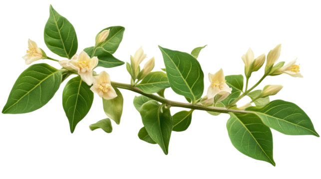 Delicate White Flower Branch: A close-up view of a delicate white flower branch, showcasing the intricate details of its blossom, leaves and slender stem. The white flowers.