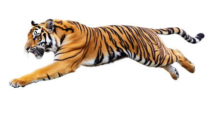 Obraz premium Tiger in Motion: A majestic Bengal tiger leaps with powerful grace, its striped coat and fierce gaze capturing the raw power and agility of this apex predator.