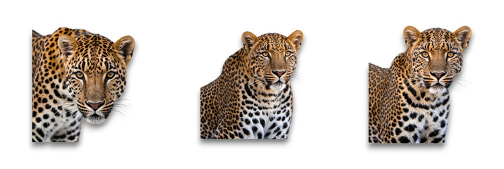 Naklejka premium Isolated leopard face on transparent background, showcasing its striking features