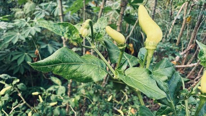 Looks beautiful chili fruit in the garden