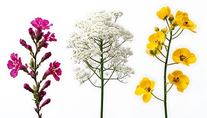 Obraz premium Minimalist Arrangement of Three Flower Stems on White Background