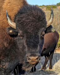 American bison, commonly known as the American buffalo, grazing all through the Caprock Canyons State Park.