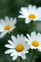 Fototapeta premium close up of white flower