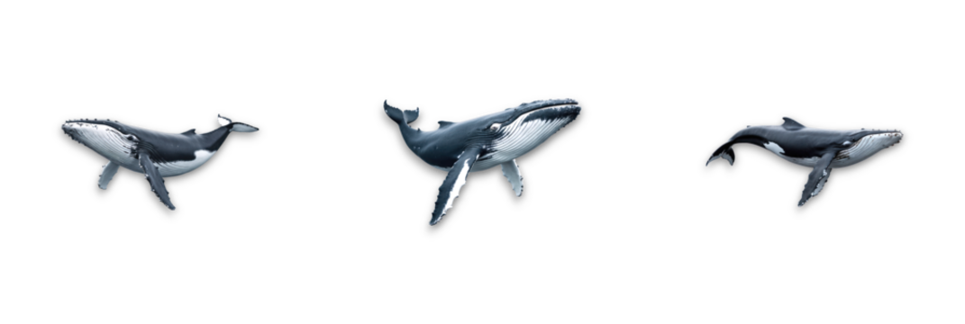 A group of whales isolated on a transparent background
