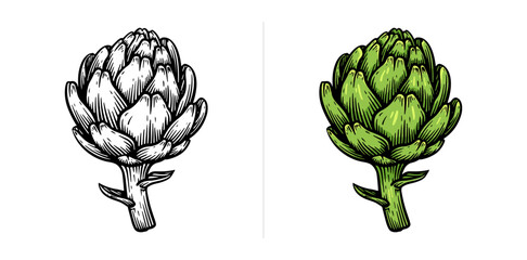Hand drawn artichoke. Artichoke line art vector illustration