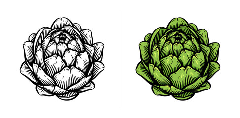 Hand drawn artichoke. Artichoke line art vector illustration